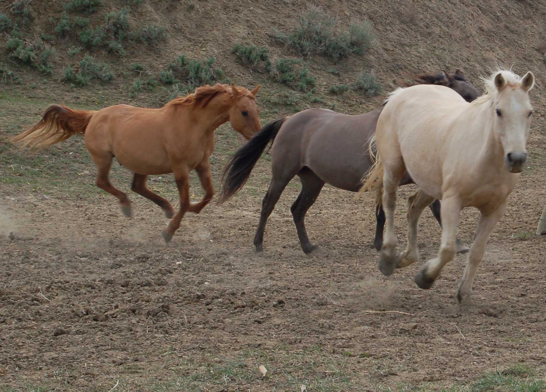Palomino mare, Hollywood At Dawn daughter.